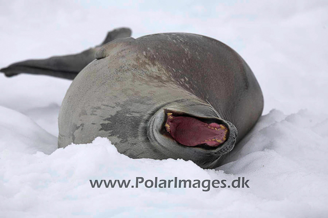 Neko Weddell seal_MG_5931