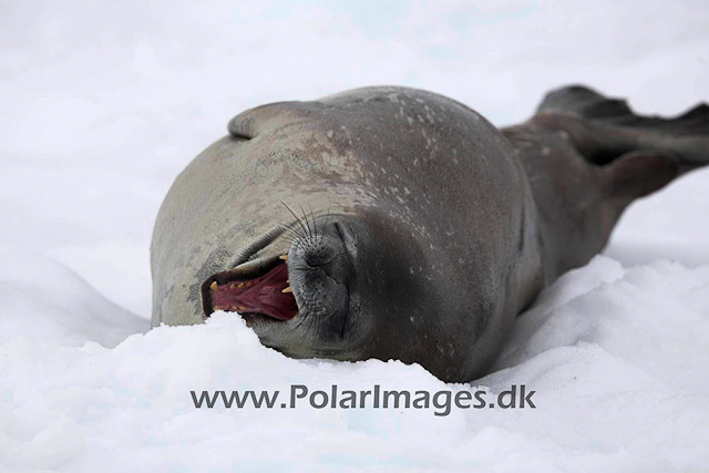 Neko Weddell seal_MG_5938