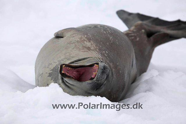 Neko Weddell seal_MG_5939