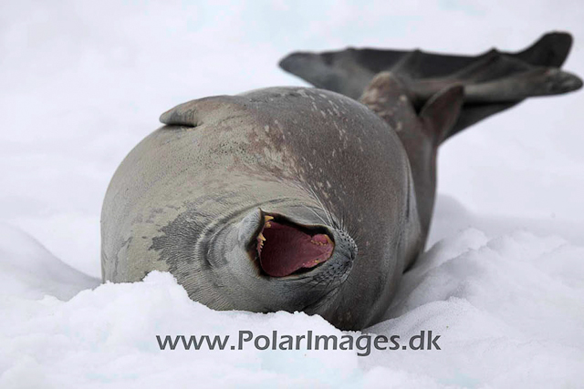 Neko Weddell seal_MG_5940