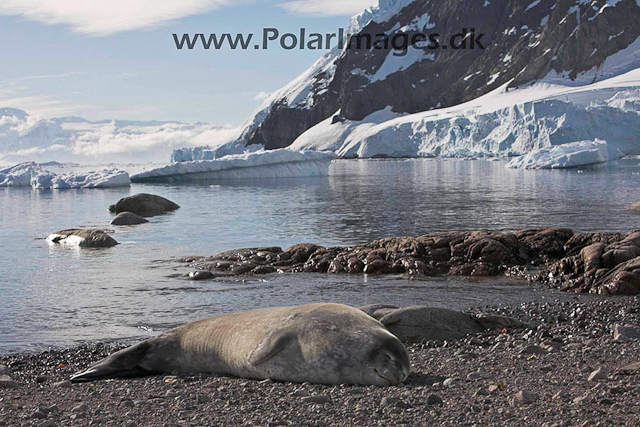 Neko Weddell seal_MG_9841