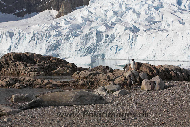 Neko Weddell seal_MG_9844