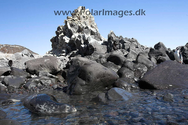 Paulet Weddell seal_MG_9366