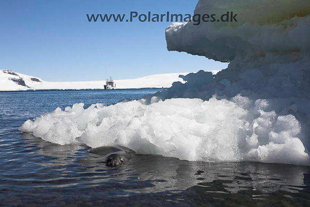 Paulet Weddell seal_MG_9385