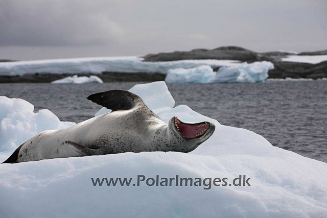 Pleneau Leopard seal_MG_8623