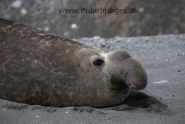 Robert Point Elephant seal_MG_3978