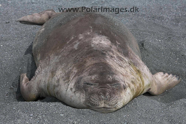 Robert Point Elephant seal_MG_3984