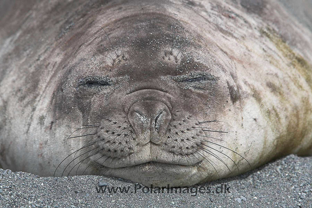 Robert Point Elephant seal_MG_3992