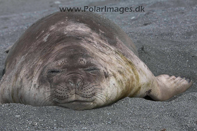 Robert Point Elephant seal_MG_3993