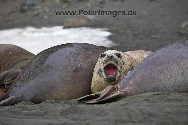 Robert Point Elephant seal_MG_4051