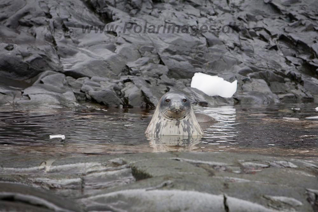 Weddel Seal_MG_7260