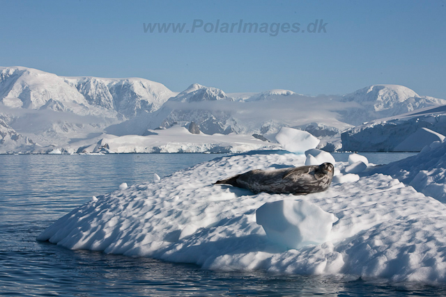 Weddell Seal, Foyn Harbour_MG_0252