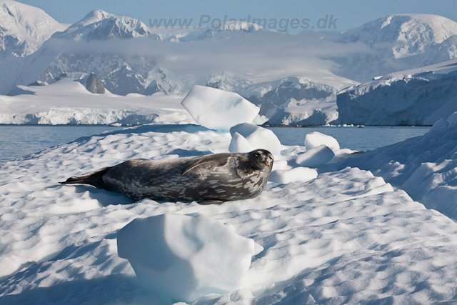 Weddell Seal, Foyn Harbour_MG_0254