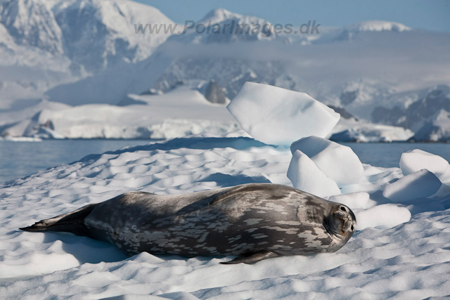 Weddell Seal, Foyn Harbour_MG_0260