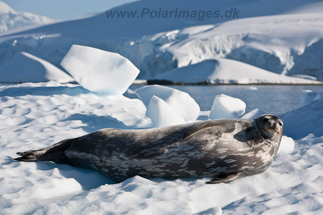 Weddell Seal, Foyn Harbour_MG_0265