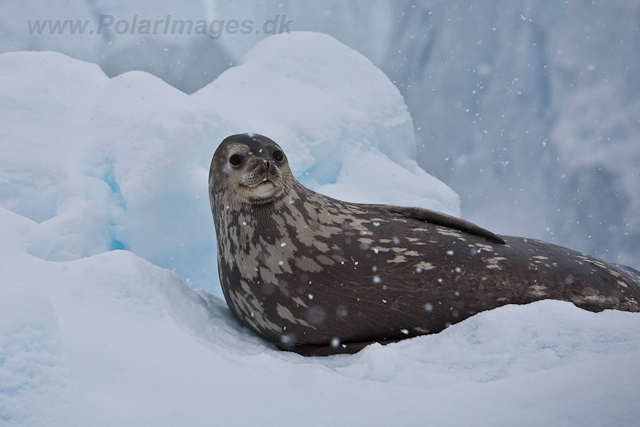 Weddell Seal_MG_6119