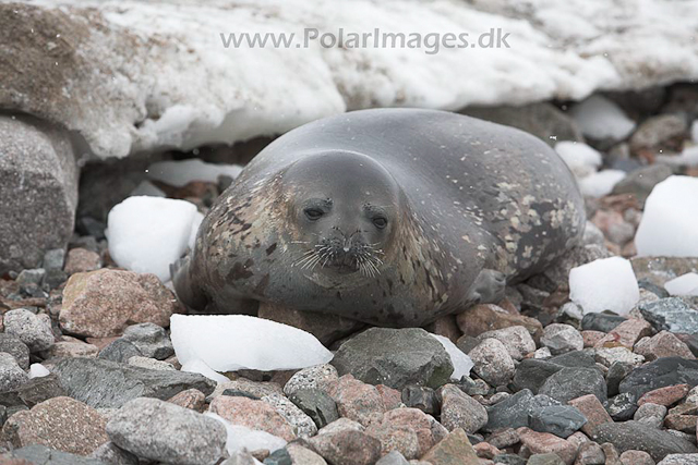 Weddell seal_MG_8398