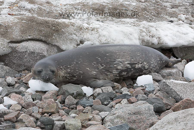 Weddell seal_MG_8405