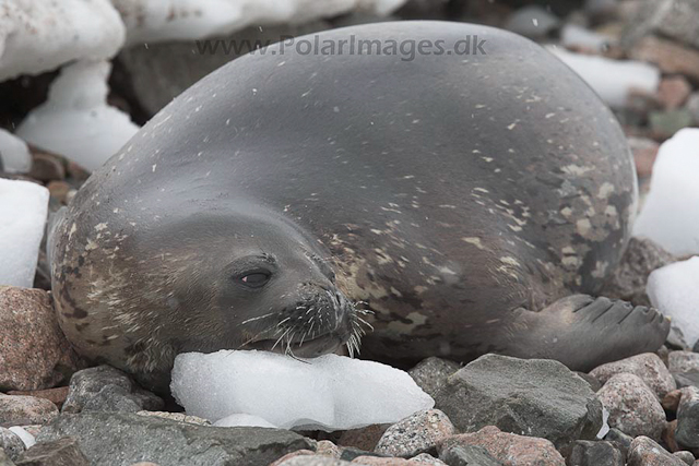 Weddell seal_MG_8418