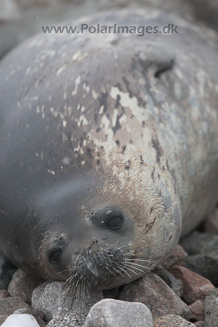 Weddell seal_MG_8435