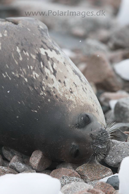 Weddell seal_MG_8443