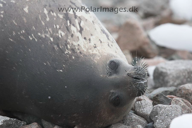 Weddell seal_MG_8444