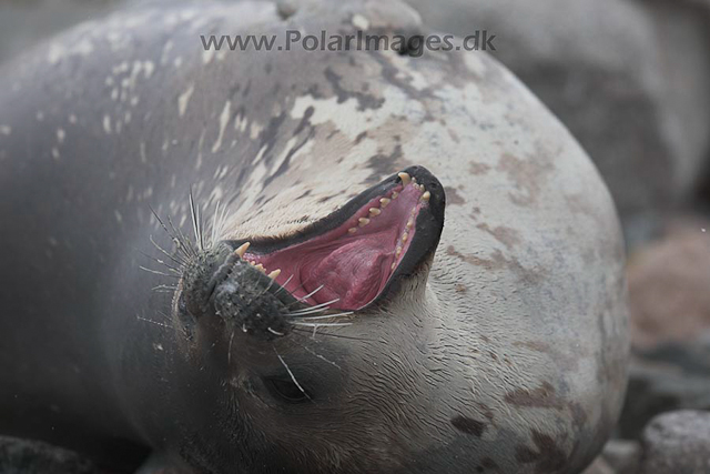 Weddell seal_MG_8461