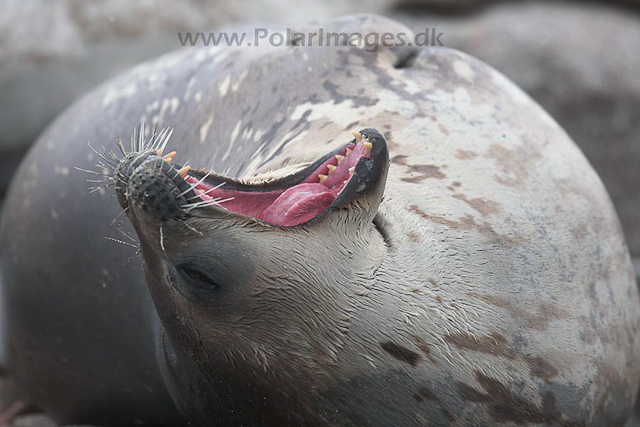 Weddell seal_MG_8467