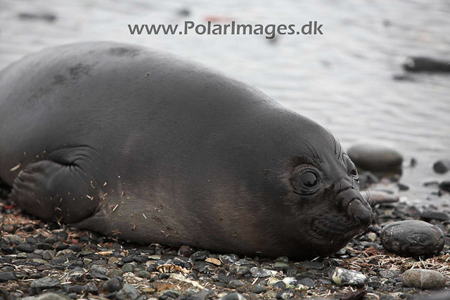 Yankee Harbour Elephant seal pup_MG_4243