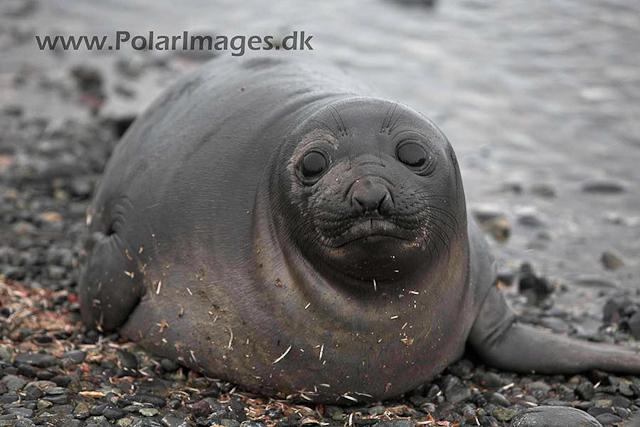 Yankee Harbour Elephant seal pup_MG_4250