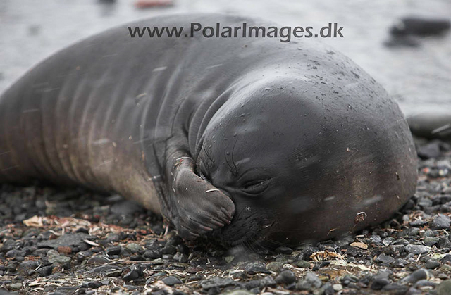 Yankee Harbour Elephant seal pup_MG_4270