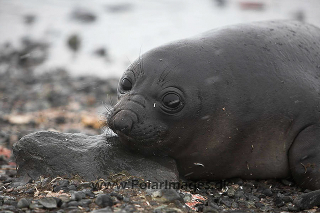 Yankee Harbour Elephant seal pup_MG_4274