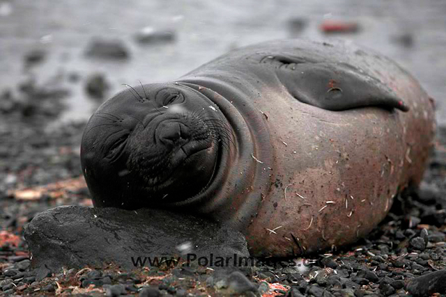 Yankee Harbour Elephant seal pup_MG_4286