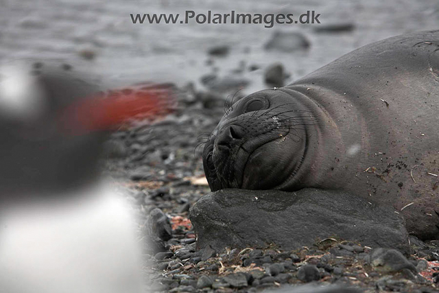 Yankee Harbour Elephant seal pup_MG_4292