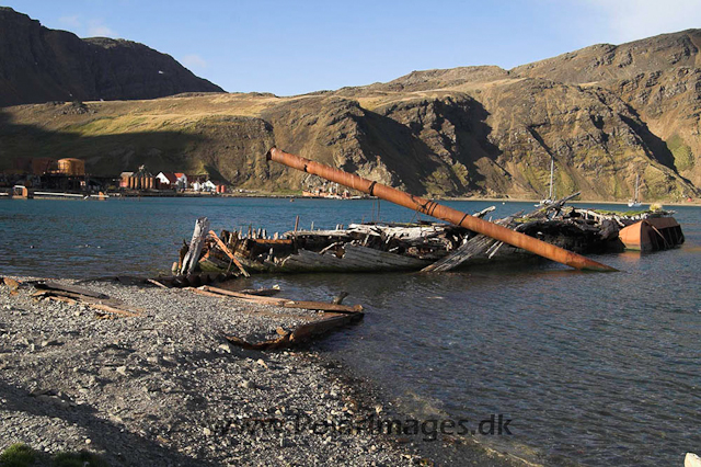 Grytviken PICT6939