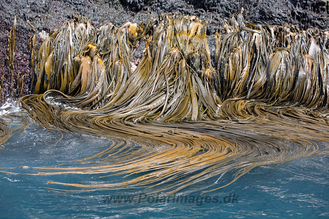 Kelp_MG_8085