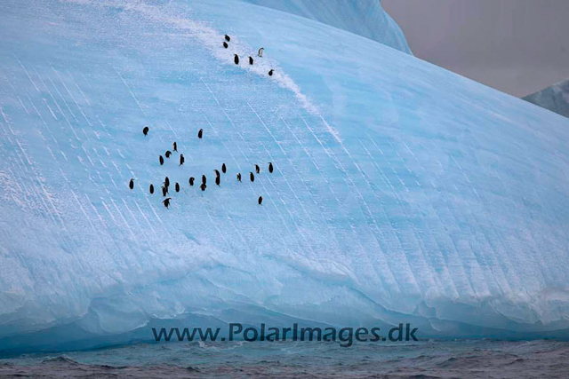 Chinstrap penguin off South Orkney_MG_0181