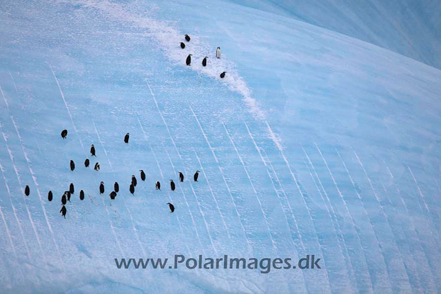 Chinstrap penguin off South Orkney_MG_0186