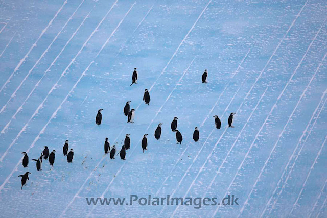 Chinstrap penguin off South Orkney_MG_0194