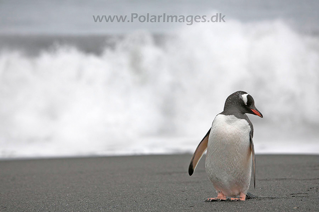 Gentoo penguin, SG_MG_9874