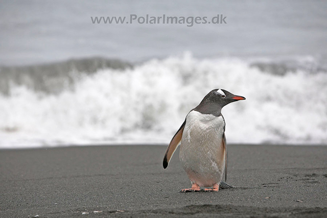 Gentoo penguin, SG_MG_9878