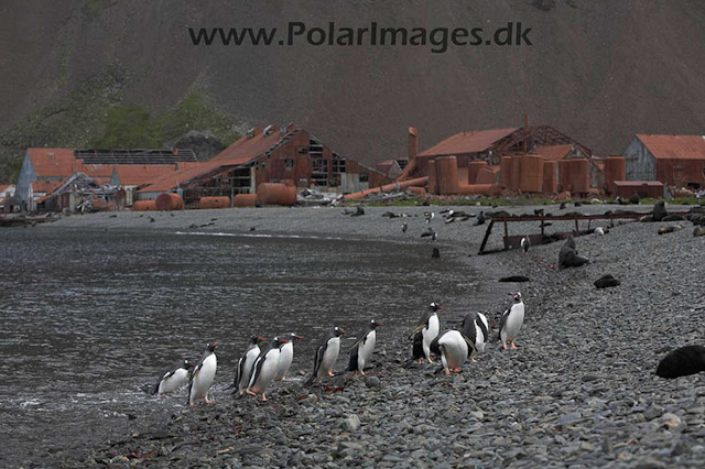 Gentoo penguin, Stromness _MG_8019