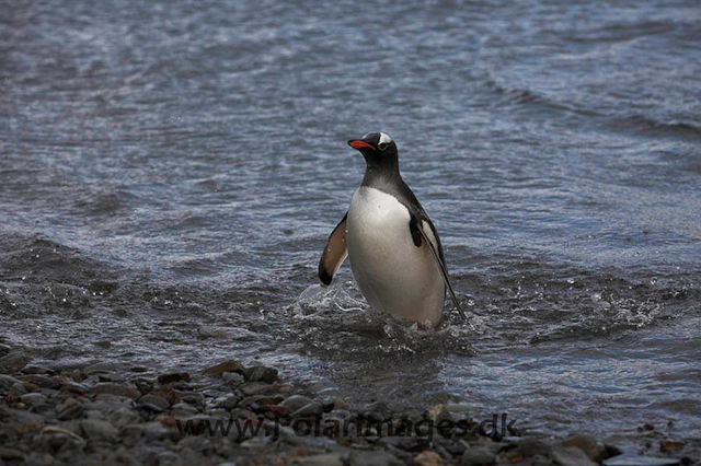 Gentoo penguin, Stromness _MG_8024