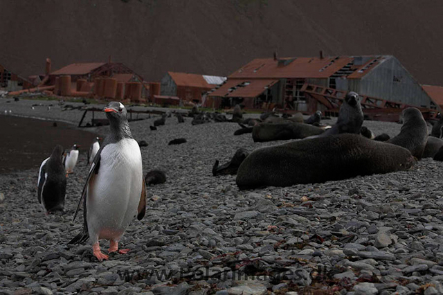 Gentoo penguin, Stromness _MG_8029