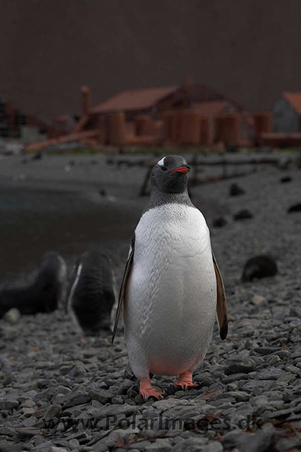 Gentoo penguin, Stromness _MG_8032