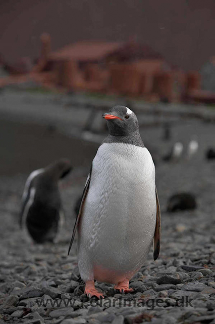 Gentoo penguin, Stromness _MG_8037