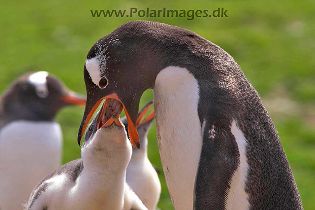 Gentoo penguins, Godthul