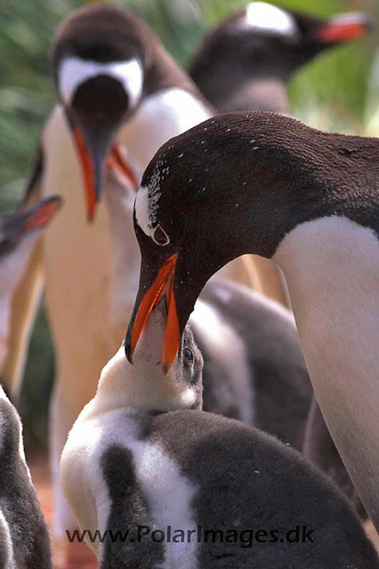 Gentoo penguins, Godthul PICT7001