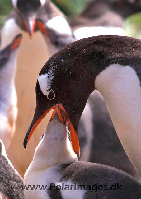 Gentoo penguins, Godthul PICT7005