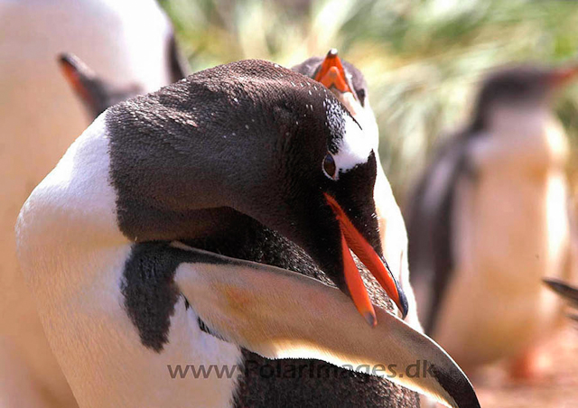 Gentoo penguins, Godthul PICT7009